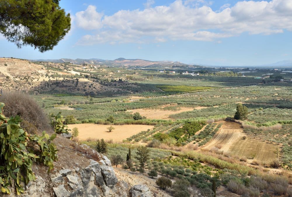 Campos de olivos en Creta